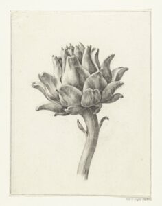 Artisjok zwart wit