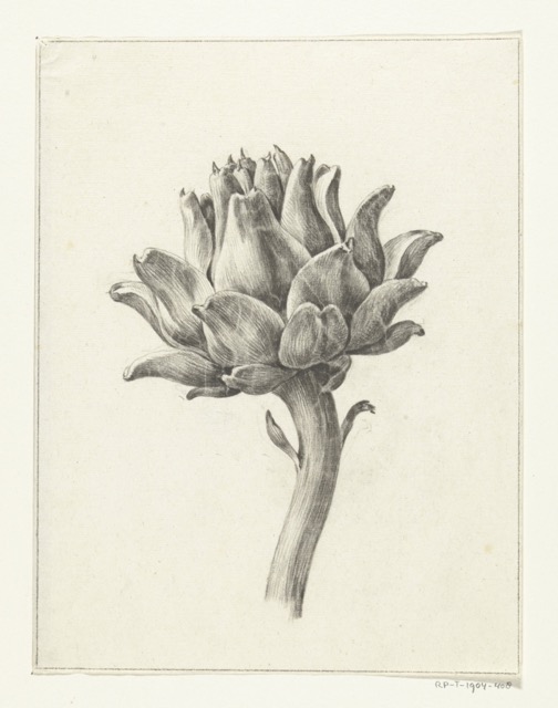 Artisjok zwart wit