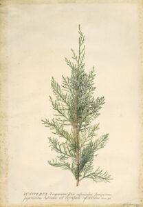 Jeneverbes - Georg Dionysius Ehret