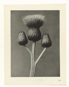 Distelbloemhoofden - Karl Blossfeldt