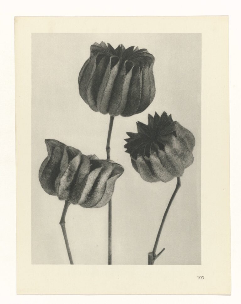 Papaverzaaddozen - Karl Blossfeldt