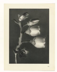 Bosbessenbloesem - Karl Blossfeldt