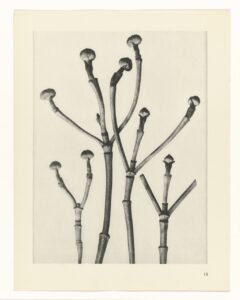 Vertakkende plantenstengels - Karl Blossfeldt