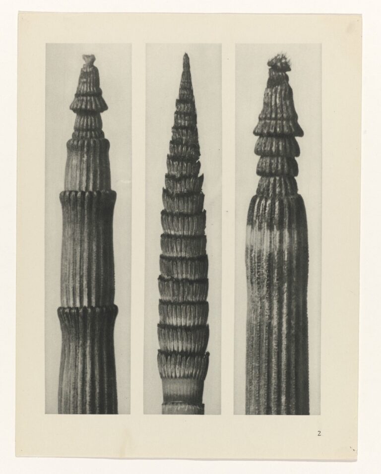 Gelaagde paardenstaartpunt - Karl Blossfeldt