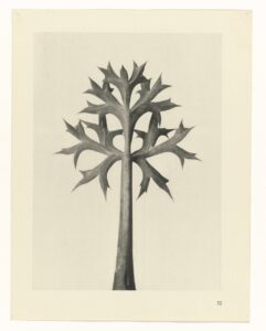 Stekelig bladmotief - Karl Blossfeldt