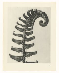 Ontrollend varenblad - Karl Blossfeldt