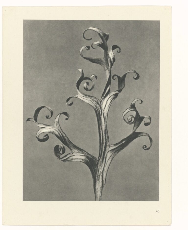 Gekrulde bladstructuur - Karl Blossfeldt
