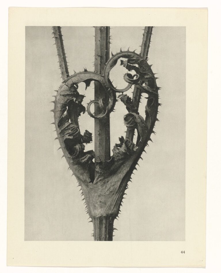 Stekelig gekruld blad - Karl Blossfeldt