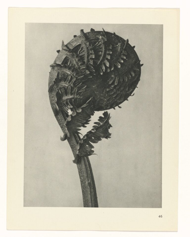 Ontrollende varenspiraal - Karl Blossfeldt