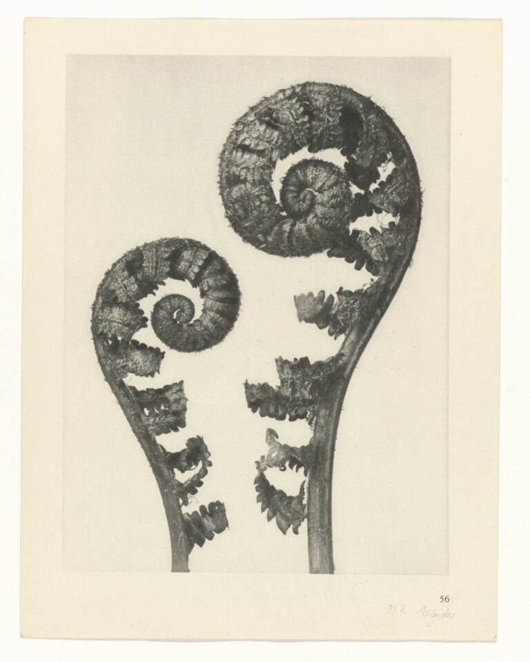 Dubbele varenspiralen - Karl Blossfeldt