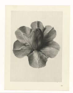 Magnoliaknop - Karl Blossfeldt