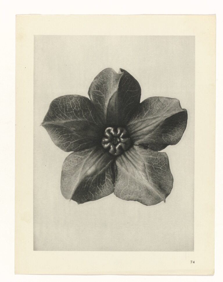 Magnoliabloem - Karl Blossfeldt