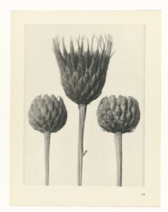 Distelzaadhoofden - Karl Blossfeldt