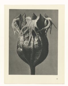 Bloemknop met meeldraden - Karl Blossfeldt