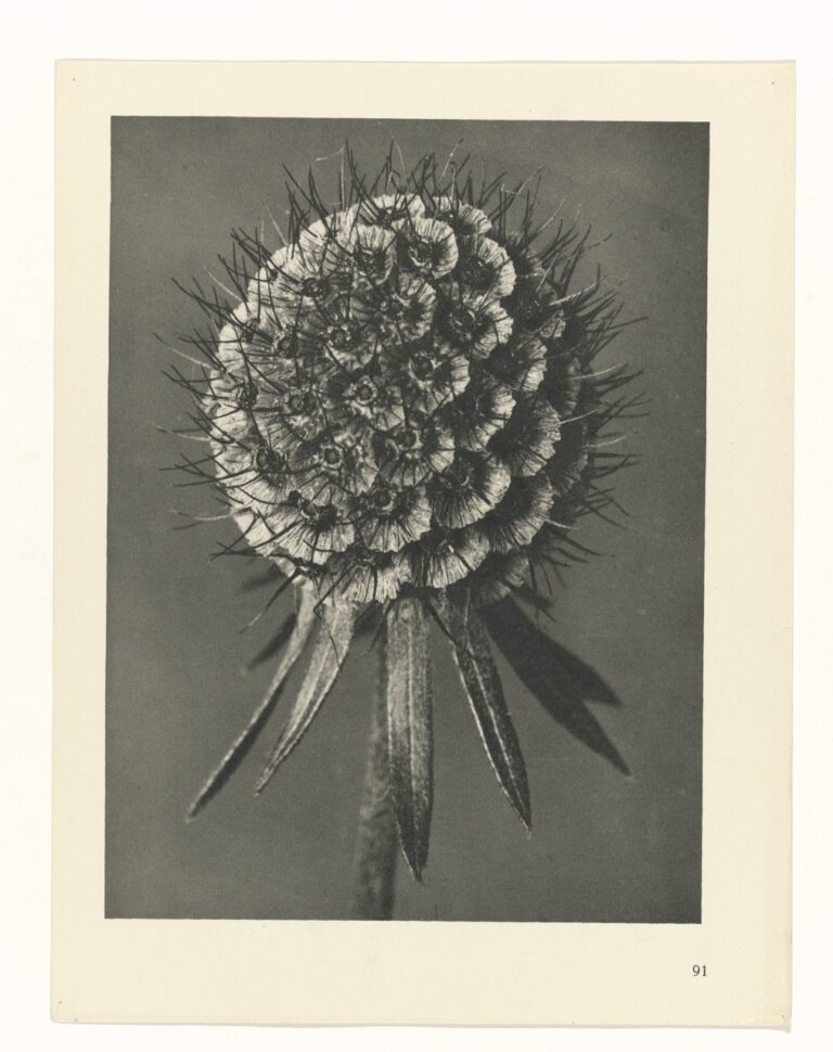 Duifkruidbloem – Karl Blossfeldt