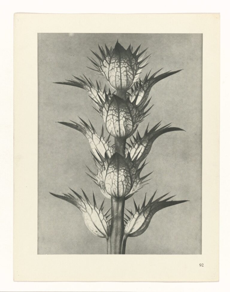 Zeedistelbloeiwijze - Karl Blossfeldt