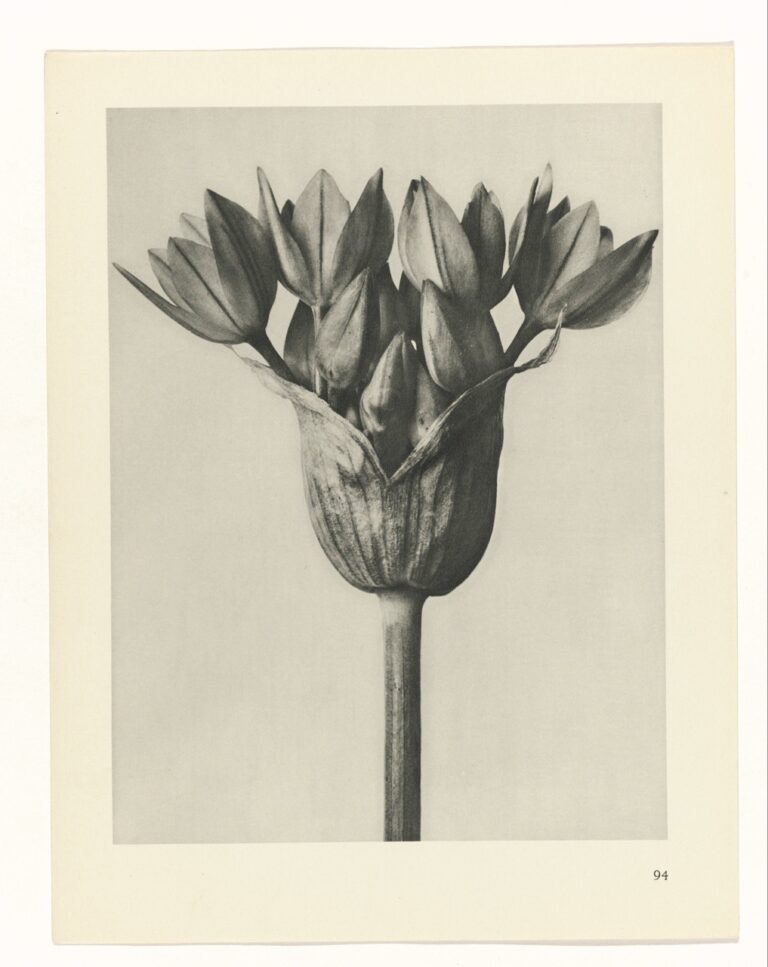 Tulpenzaaddoos - Karl Blossfeldt