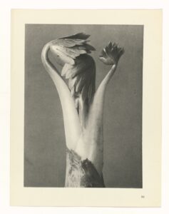 Ontluikende plantenscheut - Karl Blossfeldt