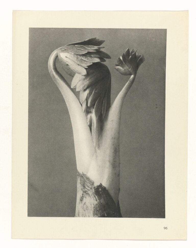 Ontluikende plantenscheut - Karl Blossfeldt