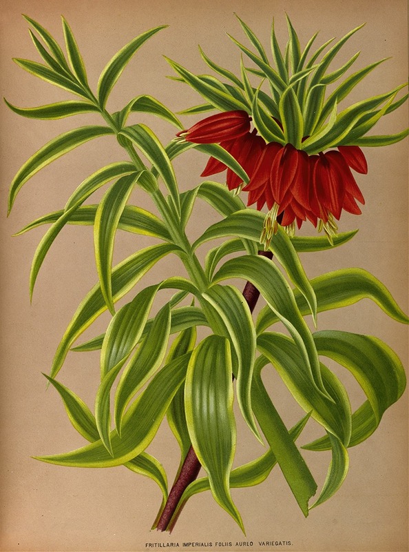Keizerskroon met bont blad - Arentina Hendrica Arendsen