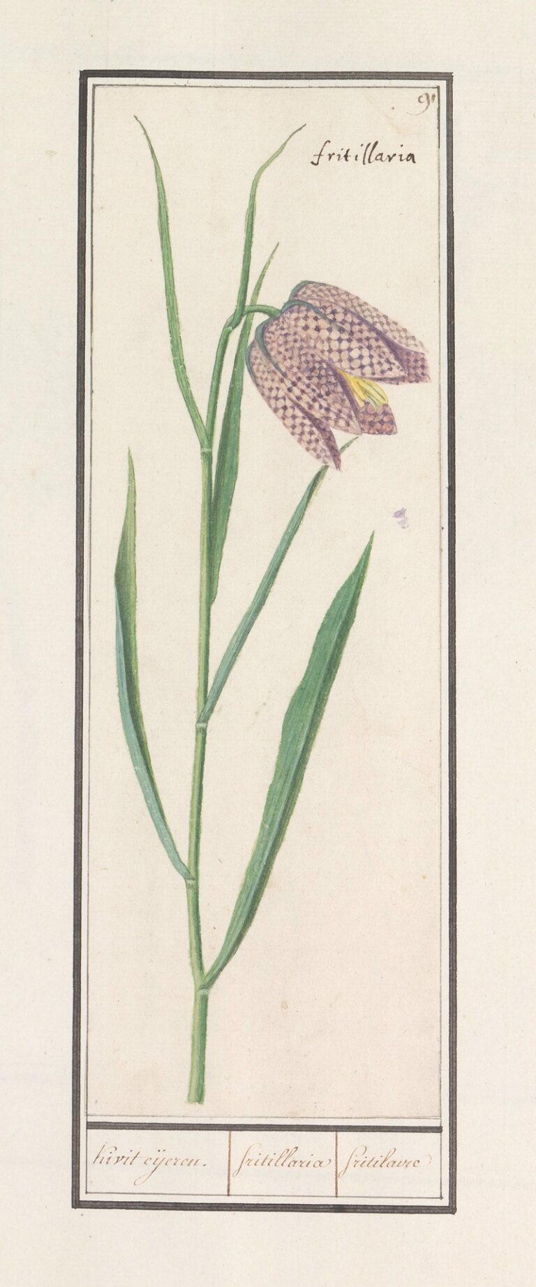 Kievitsbloem - Anselmus Boëtius de Boodt