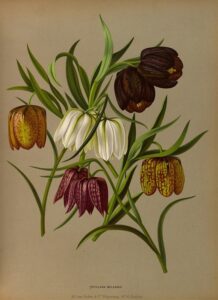 Kievitsbloem - Arentina Hendrica Arendsen