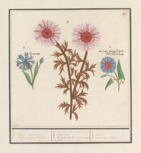 Kleine winde - Anselmus Boëtius de Boodt