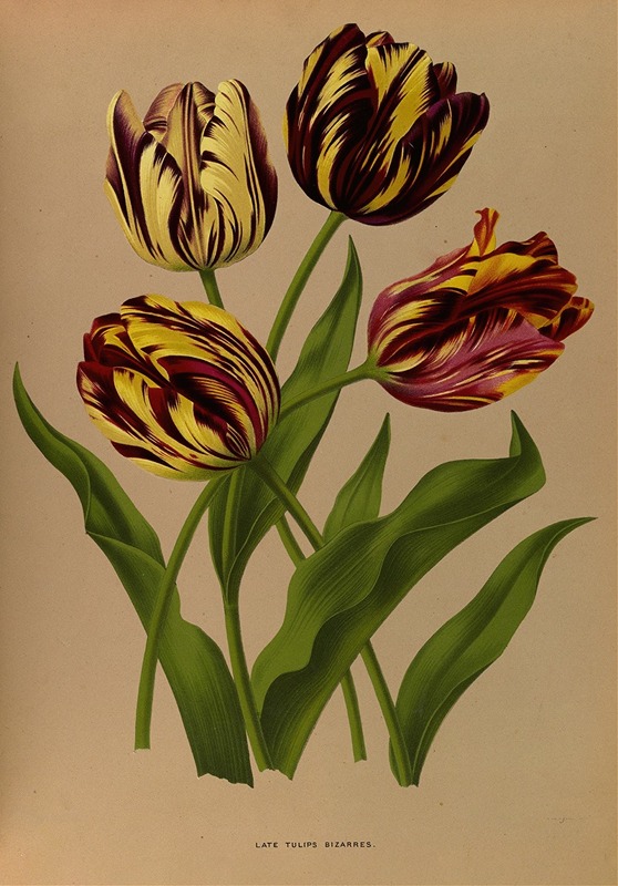 Late bonte tulpen - Arentina Hendrica Arendsen