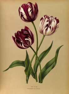 Late tulpen - Arentina Hendrica Arendsen