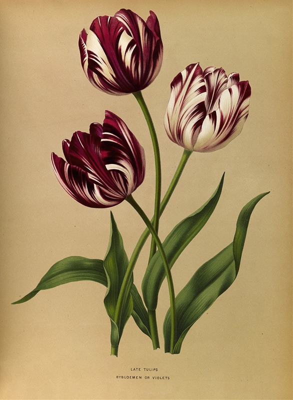 Late tulpen - Arentina Hendrica Arendsen