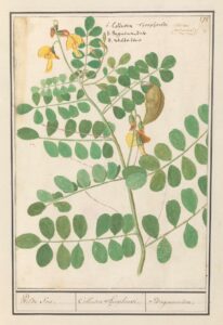 Linze - Anselmus Boëtius de Boodt