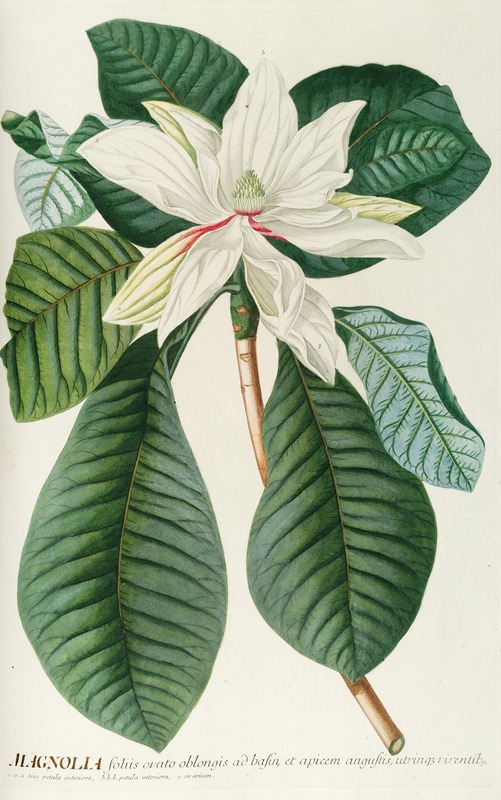 Magnolia III - Georg Dionysius Ehret