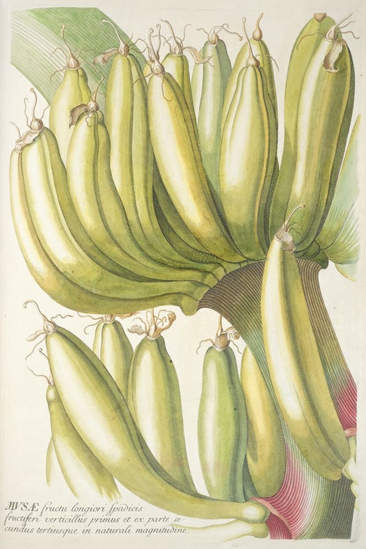 Musae - Georg Dionysius Ehret