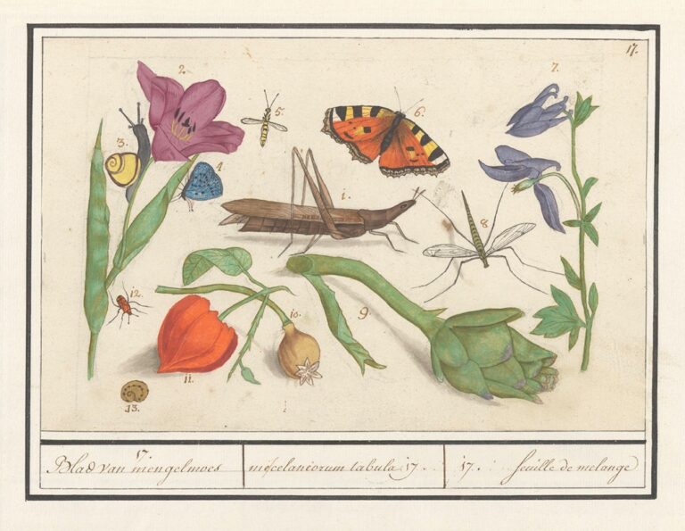 Natuurhistorisch ensemble nr. 17 - Anselmus Boëtius de Boodt