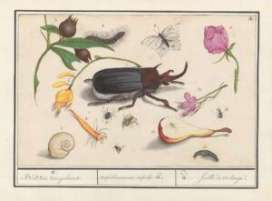 Natuurhistorisch ensemble nr. 18 - Anselmus Boëtius de Boodt