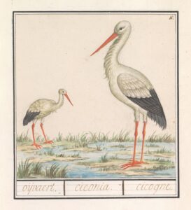 Natuurhistorisch ensemble nr. 19 - Anselmus Boëtius de Boodt