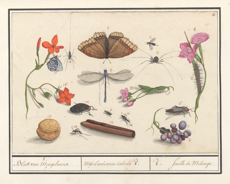 Natuurhistorisch ensemble nr. 8 - Anselmus Boëtius de Boodt