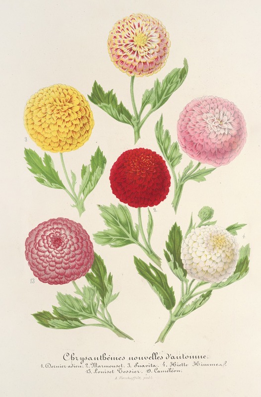 Nieuwe herfstchrysanten - Charles Antoine Lemaire