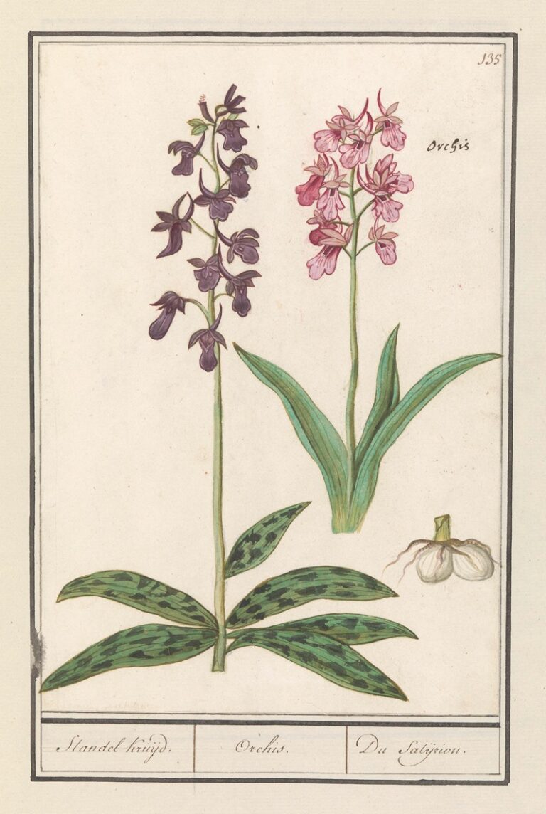 Orchidee I - Anselmus Boëtius de Boodt