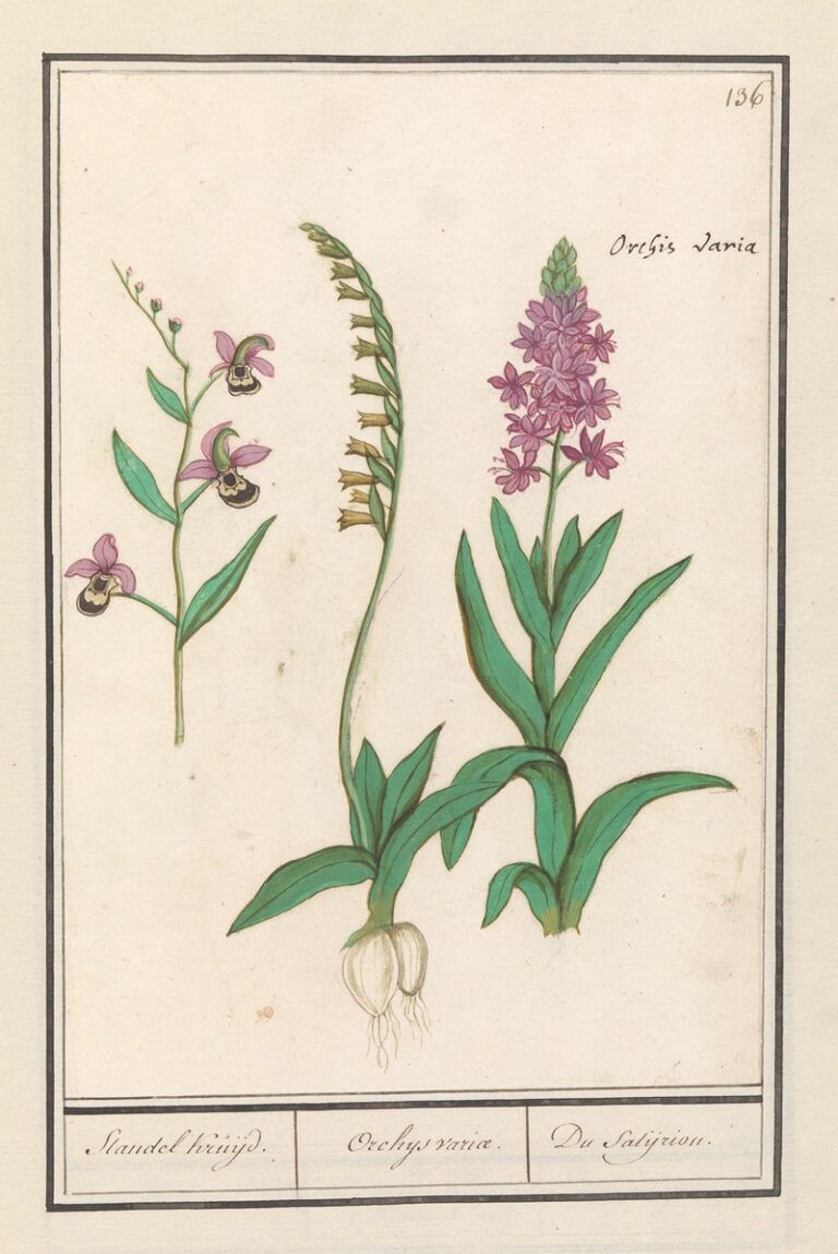 Orchidee II - Anselmus Boëtius de Boodt
