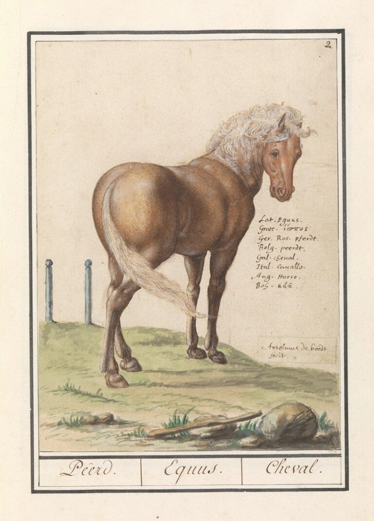 Paard - Anselmus Boëtius de Boodt