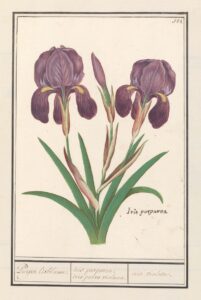 Paarse iris I - Anselmus Boëtius de Boodt
