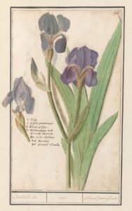 Paarse iris II - Anselmus Boëtius de Boodt