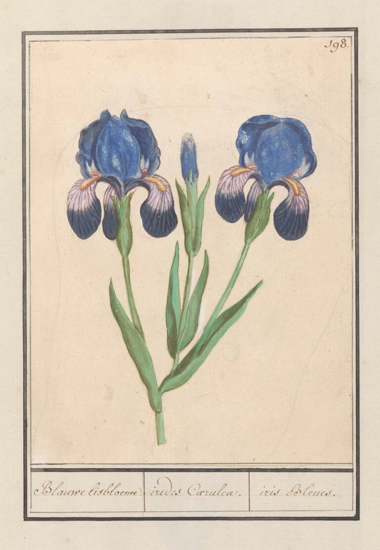Paarse iris III - Anselmus Boëtius de Boodt