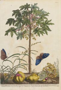 Papaja - Georg Dionysius Ehret