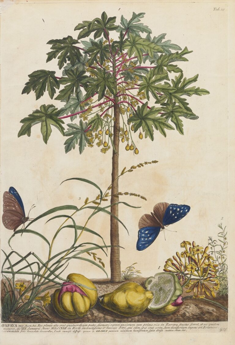 Papaja - Georg Dionysius Ehret