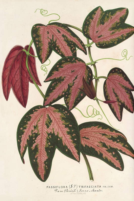 Passiflora trifasciata - Charles Antoine Lemaire