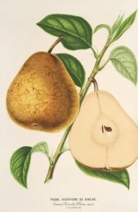 Peer Joséphine de Binche - Charles Antoine Lemaire