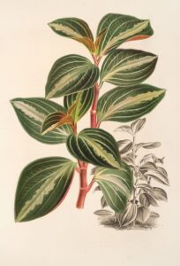Peperomia velutina - Charles Antoine Lemaire