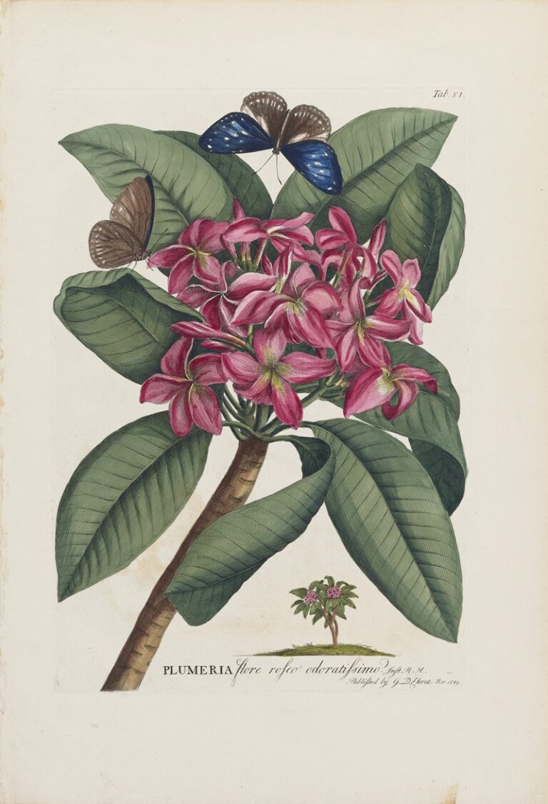 Plumeria - Georg Dionysius Ehret